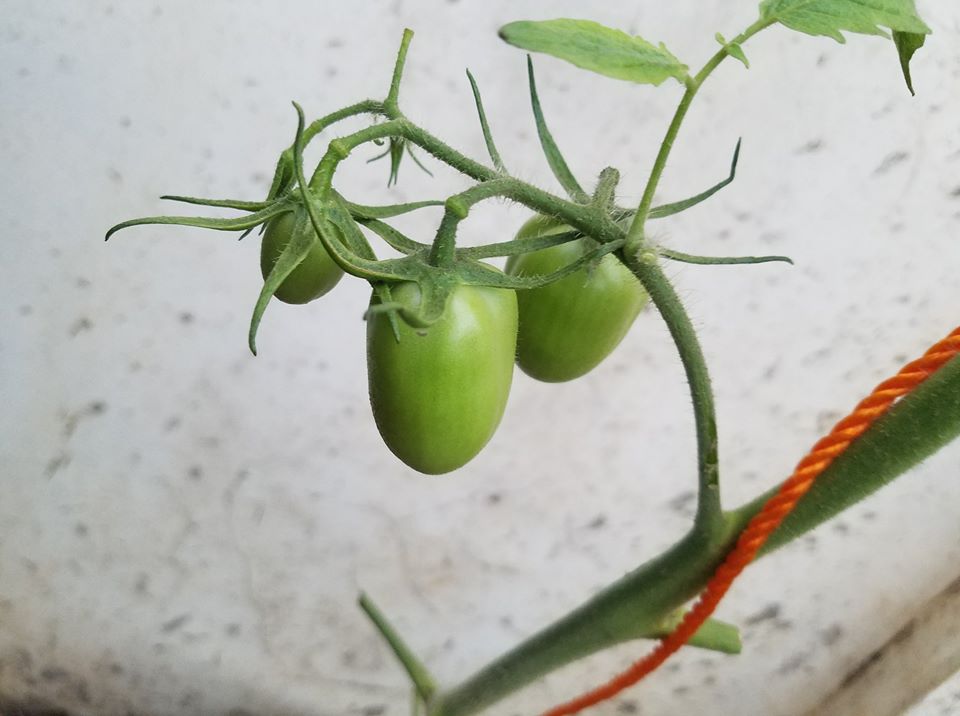 CRITAC: USING COMPUTERS TO GROW HEALTHY FOOD