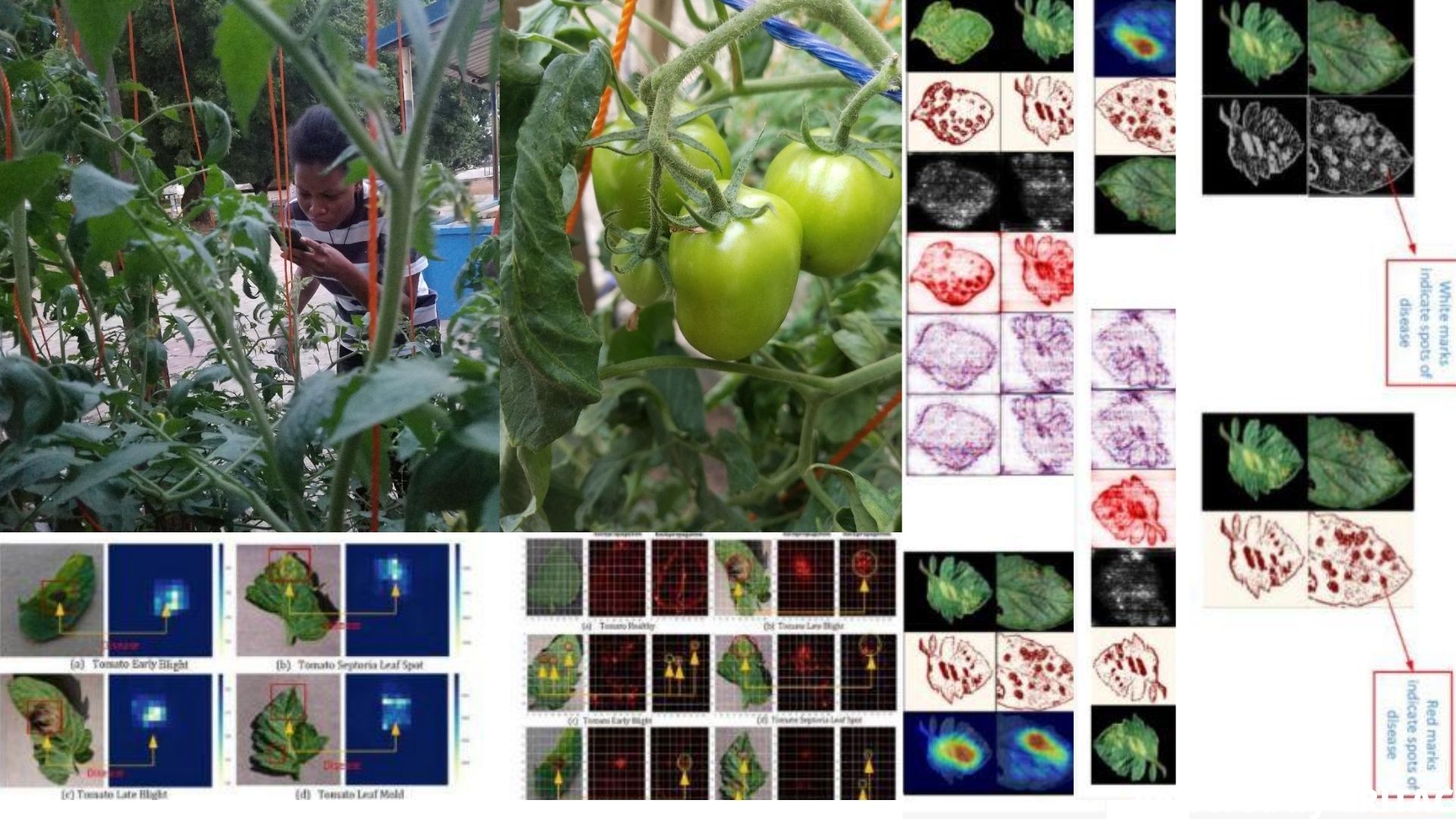 CRITAC FARM USING AI TO DETECT DISEASES ON THE PLANTS